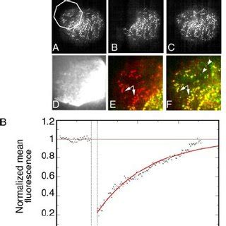 Turnover of clathrin on regions of assembly. Cells expressing ...