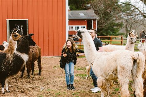 A Llama Farm Marriage Proposal at WoodsEdge Farm