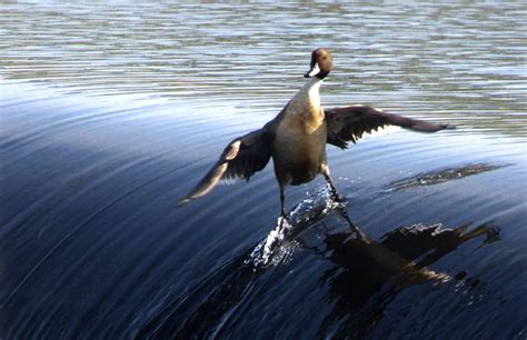 ¿Un pato haciendo surf?