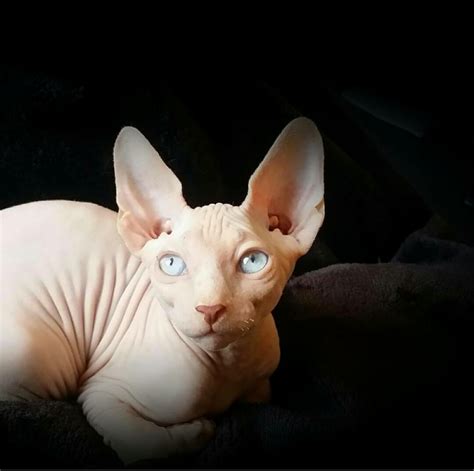 Sphynx Cat Breed | Meow Lifestyle