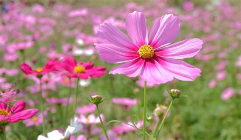 Cosmos Plant: Facts, Benefits, and Maintenance Tips