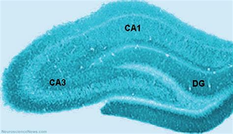 Study Finds Genes Associated with Hippocampal Atrophy | Neuroscience News