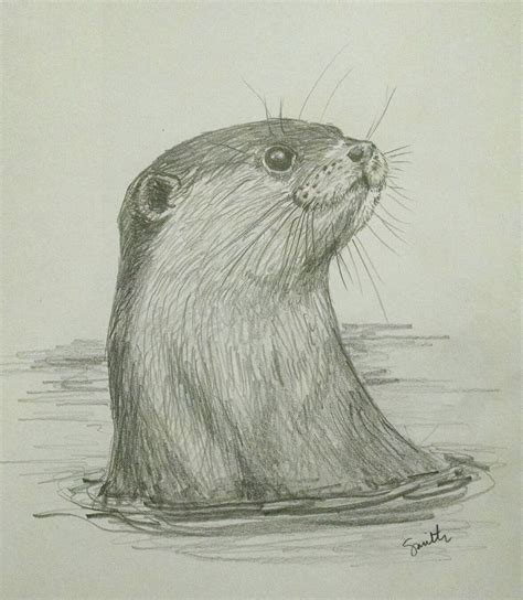 North American River Otter in pencil | Realistic animal drawings, Otter ...