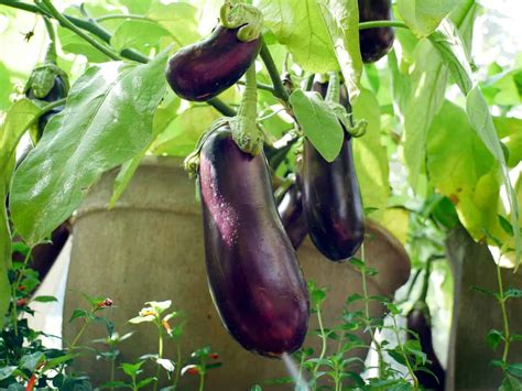 How to Grow Eggplants in Containers