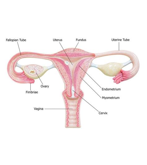 Endometrium Thickness In Pregnancy: Symptoms and Treatment