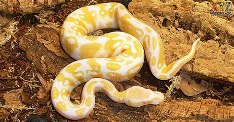 5 Reasons Why Python Snakes Are The Best Reptile Pets For Beginners