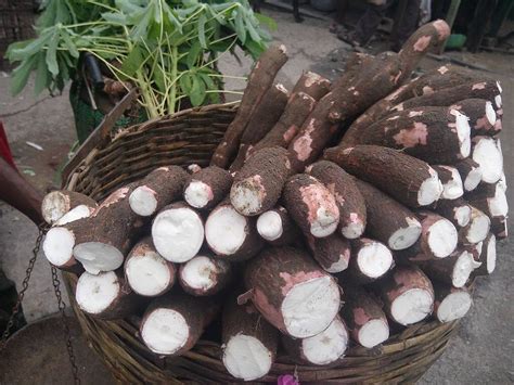 5 Things You Need to Know About Cassava Flour