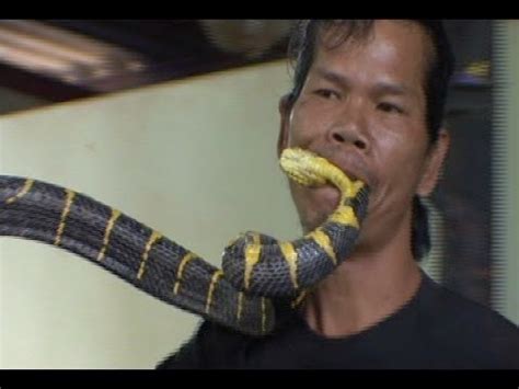 Watch: Man Bites Deadly Snake