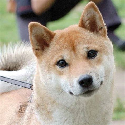 Funny Shiba Inu dog photo and wallpaper. Beautiful Funny Shiba Inu dog ...