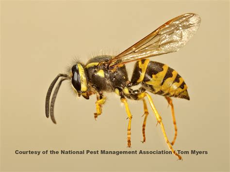 What Is The Difference Between A Yellow Jacket And A Wasp