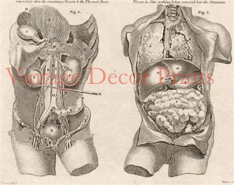 Anatomy Engraving of the Viscera, the Internal Organs. Date of ...