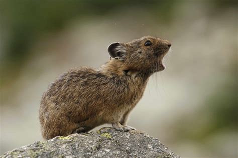 10 Incredible Pika Facts - A-Z Animals