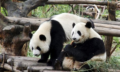 The Tradeoffs of Protecting Pandas