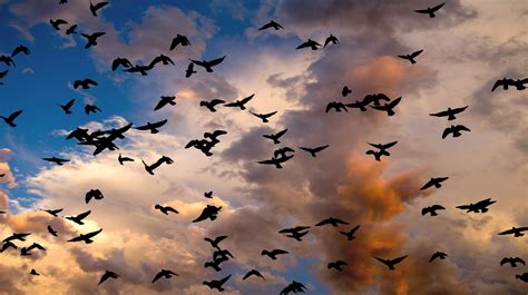 Free Images : nature, cloud, sky, sunlight, atmosphere, flock, autumn ...