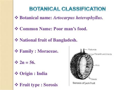 Jackfruit fruit cultivation