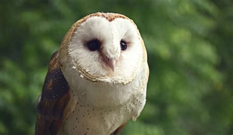 15 Types of Barn Owls (With Pictures) - Farmhouse Guide