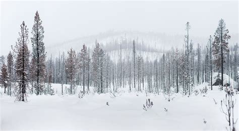 Snow Forest Landscape by Rod Mclean