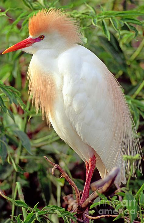 Cattle Egret Adult In Breeding Plumage Photograph by Millard H. Sharp