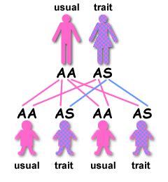 Inheritance of Sickle Cell Anaemia » Sickle Cell Society