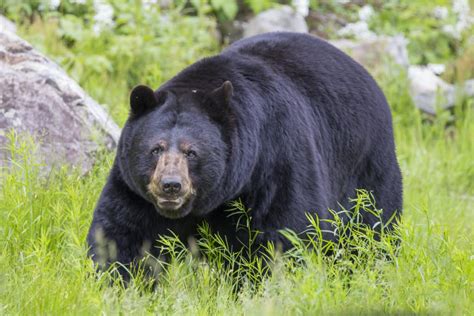 Field Judging Black Bears • BC Outdoors Magazine