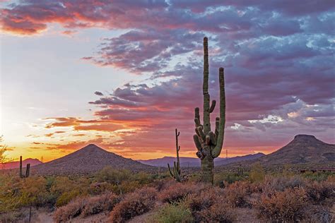 Arizona Desert Sunset Landscape With Tall Cactus Photograph by Ray ...