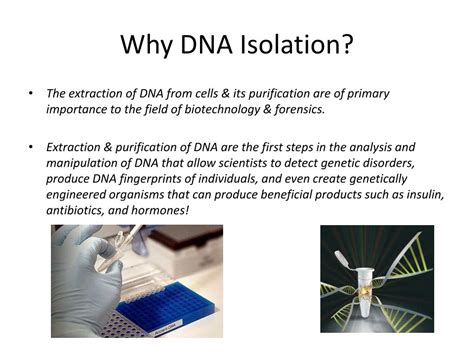 PPT - DNA Extraction PowerPoint Presentation, free download - ID:1604333