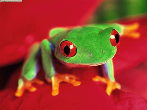 Tree Frog | Animal Wildlife