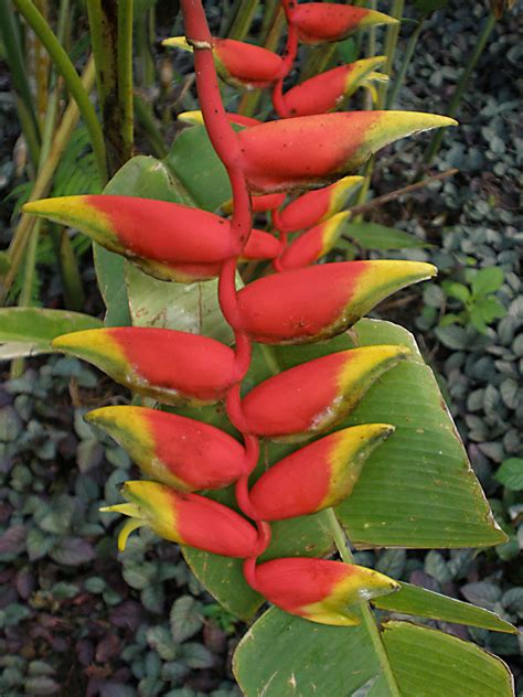 Heliconia rostrata (Heliconiaceae) image 21653 at PhytoImages.siu.edu