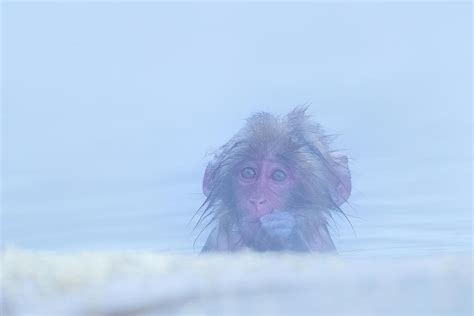 Portrait of Snow monkey - Japanese Macaque Baby Photograph by Kiran ...