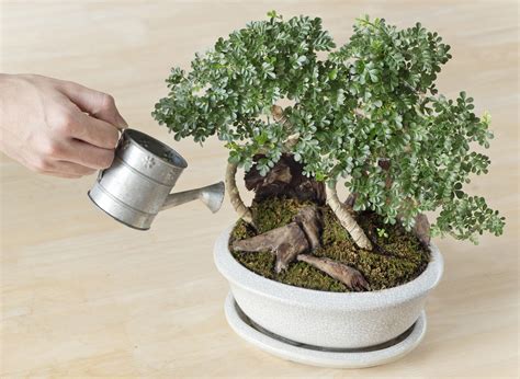 Watering Bonsai Trees