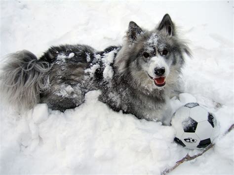 Huskimo! | Dogs and puppies, Cute animals, Puppies