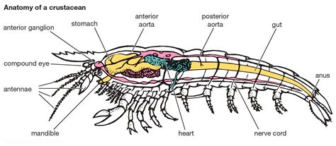 Crustacean - Anatomy, Adaptations, Diversity | Britannica