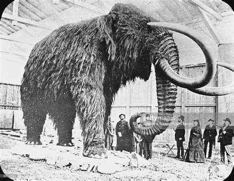 Mammoth found in ice in Siberia, 19th Century. | Wooly mammoth ...