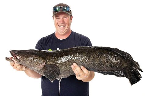 World-Record Northern Snakehead Caught in the U.S. - Sport Fishing Asia