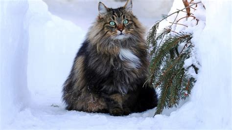 14 Rare Cat Breeds You've Probably Never Heard Of