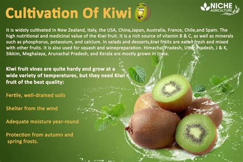 Cultivation and Production of Kiwi | Niche Agriculture