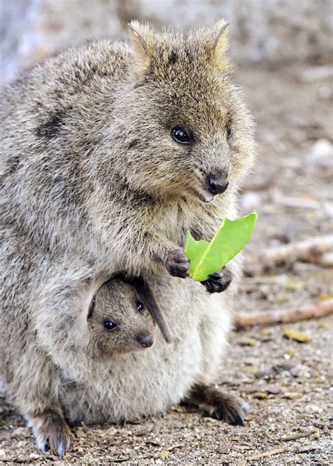 50 Quokka Facts: Smiling, Baby-Flinging, Selfie Kings! | Everywhere Wild