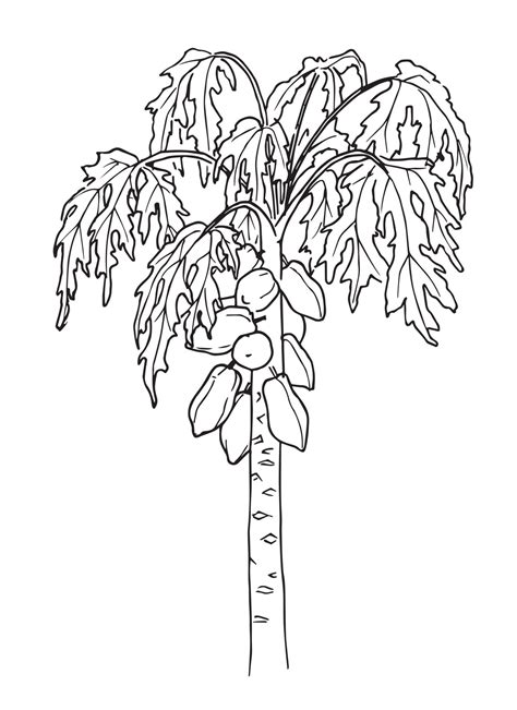 Papaya fruit Tree. Vector hand drawn illustration of Pawpaw palm in ...