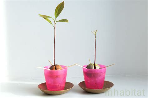 HOW TO: Grow an Avocado Tree from Seed