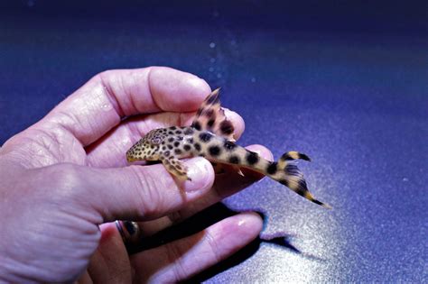 Yellow Leopard Pleco - Marine Warehouse Aquarium