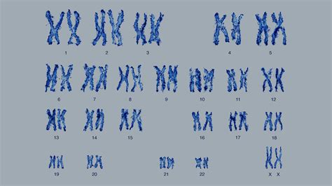 Morphology Of Chromosome