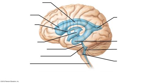 Ventricles of the Human Brain (lateral view) Diagram | Quizlet