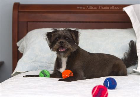 Bella the Affenpinscher Mix, at Home San Diego Pet Photographer Allison ...