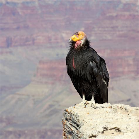 California Condor Facts - WorldAtlas