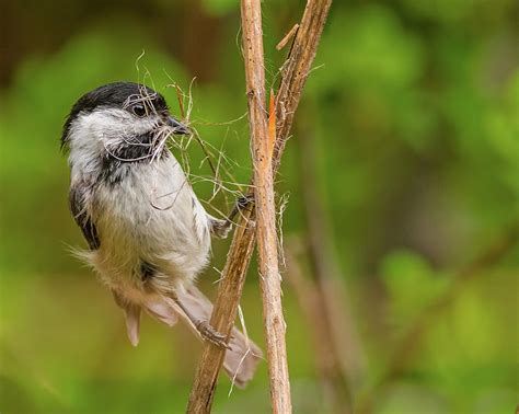 Black-Capped Chickadee Collecting Nesting Photograph by Morris Finkelstein