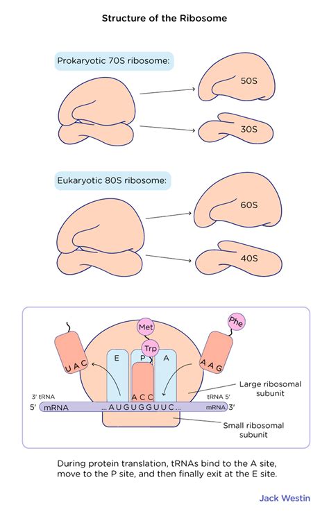 Roles Of Mrna Trna Rrna - Translation - MCAT Content