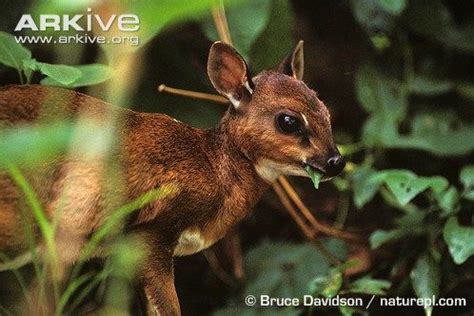 Bates' Pygmy Antelope | NatureRules1 Wiki | Fandom