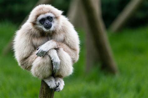 Gibbon Computer Wallpapers, Desktop Backgrounds | 2048x1365 | ID:668058