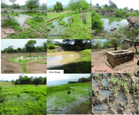 Various habitat types sampled for the presence of mosquito larvae ...