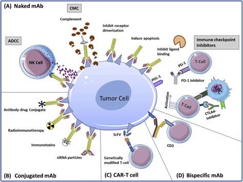 Targeted therapies in hematological malignancies using therapeutic ...